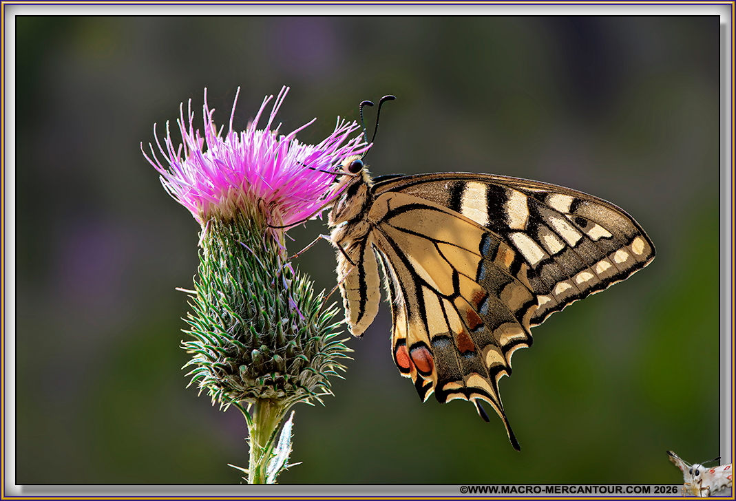 Machaons